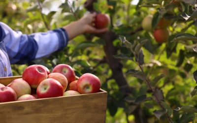 Exploring the Art of Cider Making: From Orchard to Glass